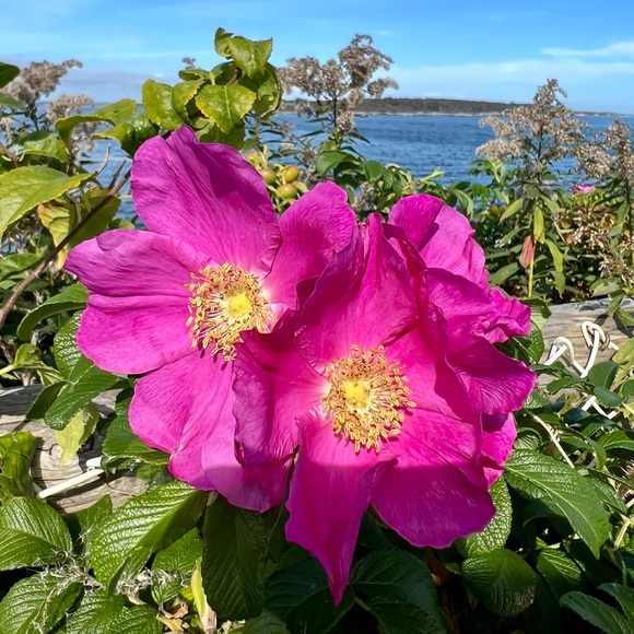 Meet your Posher, Lisa - Picture 1 of 1